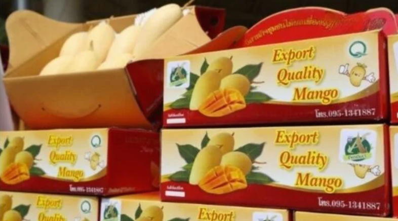 Ketan Mangga Thailand Juara, Diminati Banyak Negara